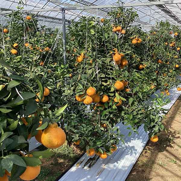 鹿児島県産 大将季 3kg【限定100点】【お届け期間:12月20日〜12月28日】【イオンゴールドカード会員さま限定特別セール12月】 商品画像7