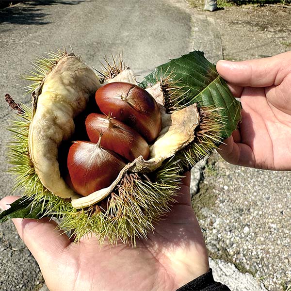 愛媛県 メニークエスト 和栗のモンブランタルト1個(5号 直径15cm)【お届け期間:1月12日〜3月11日】【ふるさとの味・中四国】　商品画像7