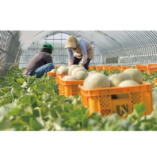 茨城県 JA茨城旭村 特秀メロン2種ミックス 3Lサイズ2玉入り(特秀エルソル1玉、特秀クインシー1玉)【お届け期間:6月1日〜6月30日】【KN】　商品画像5