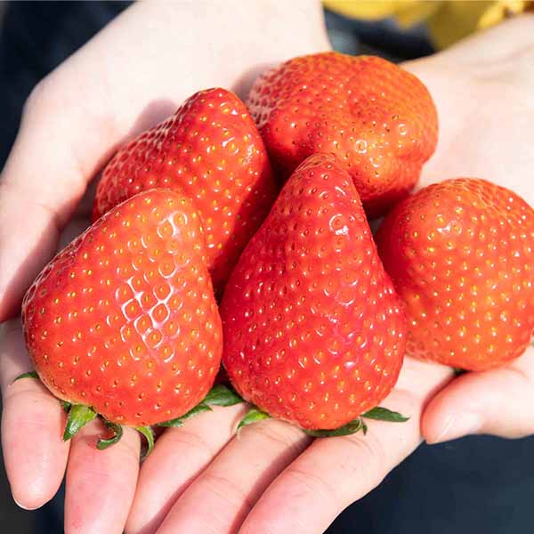 栃木 いちごの里ファーム 王さまのいちごゼリー(12個入)【お届け期間:7月1日〜9月10日】【KN】　商品画像6