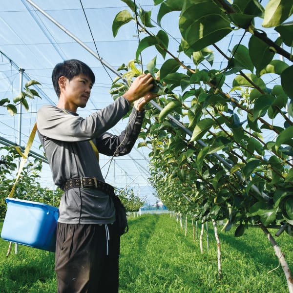 埼玉県 アルファイノベーション彩玉梨スイーツセット2種詰め合わせ(フィナンシェ×3、プチガトー×3)【お届け期間】2025/10/20‐2026/01/07【KN】　商品画像7