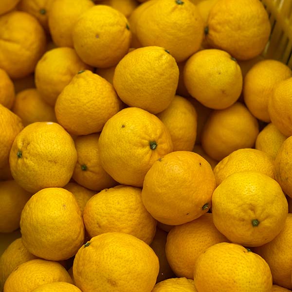 愛媛県八幡浜産 柑橘 媛小春2.5kg【限定300点】(お届け期間：2月1日〜2月28日)【おいしいお取り寄せ】　商品画像7