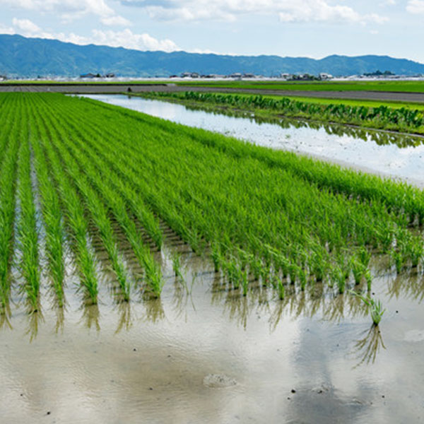 【令和7年産】【無洗米】千葉県産粒すけ 5kg【おいしいお取り寄せ】 商品画像7