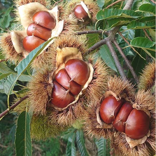 愛媛 栗農家とつくる栗菓子屋モンブラン 城川オリジナルモンブラン3個入【冬の贈りもの・お歳暮】【NN】 商品画像7