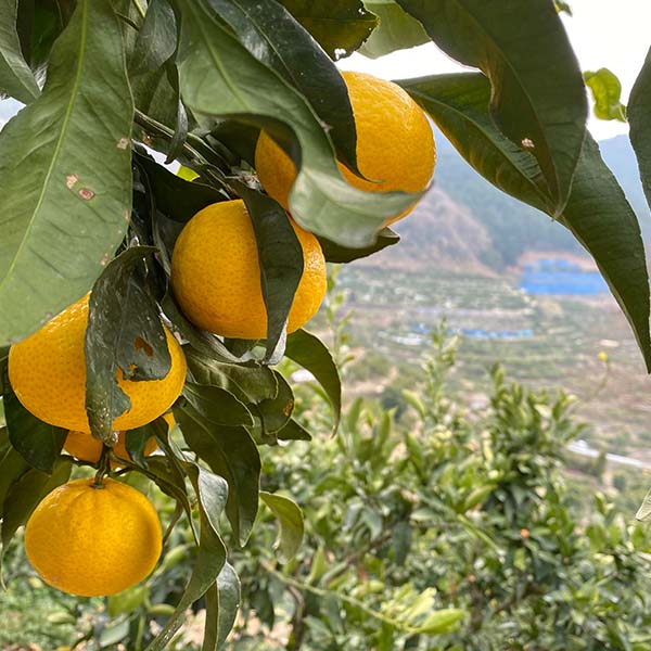 愛媛県八幡浜産 柑橘 媛小春 わけあり ご家庭用 4kg【限定500点】【お届け期間：2月20日〜3月10日】【お買い得セール2月】　商品画像7