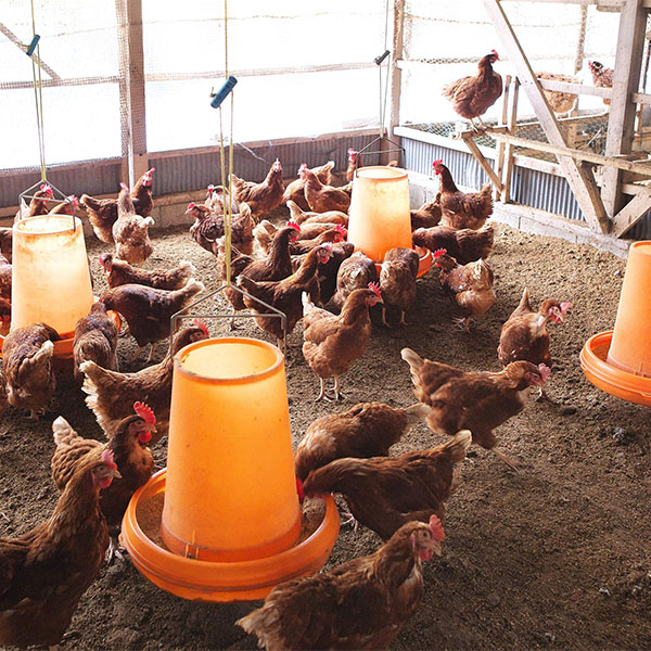 山形 半澤鶏卵スモッち  15個段ボール箱入スモッち15個【KN】　商品画像7