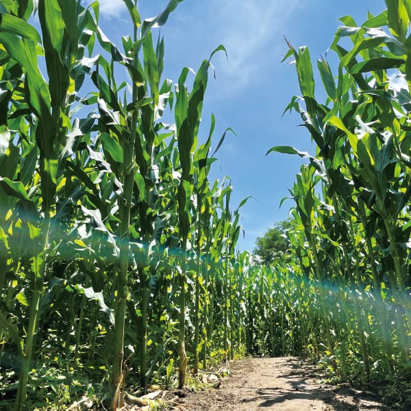 栃木 那須千本松牧場 牧場ミルクチーズケーキセット(プレーン・ストベリー)2個入り(各1個)【KN】　商品画像7