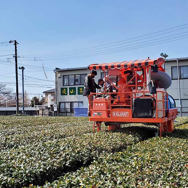 埼玉 長峰園 狭山茶葛餅セット(16個)【お届け期間:7月1日〜9月10日】【KN】　商品画像4