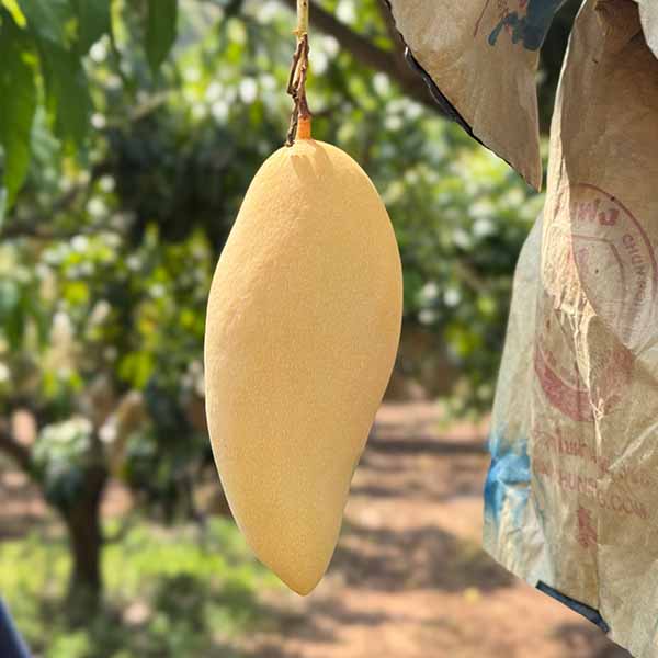 空輸直送 タイ産マンゴー(ナムドクマイ種) 8玉【お届け期間：5月1日〜6月15日】【GW】　商品画像7