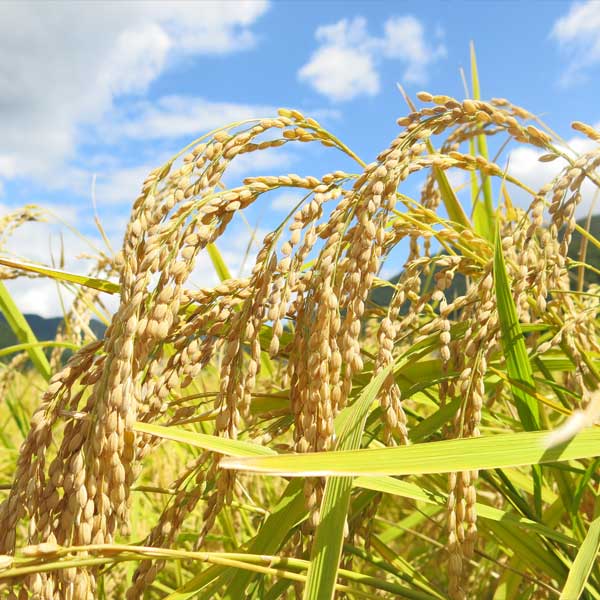 神明 【令和7年産】【精米】秋田県産 あきたこまち 10kg(5kg×2袋) 【お買い得セール8月】　商品画像7