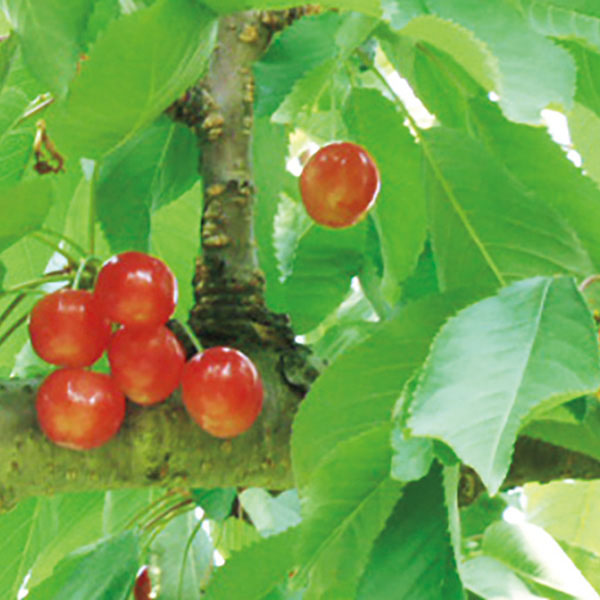 フーシェ 国産果実のジュレ・トリアングル【夏の贈りもの・お中元】[GTL-50]　商品画像8