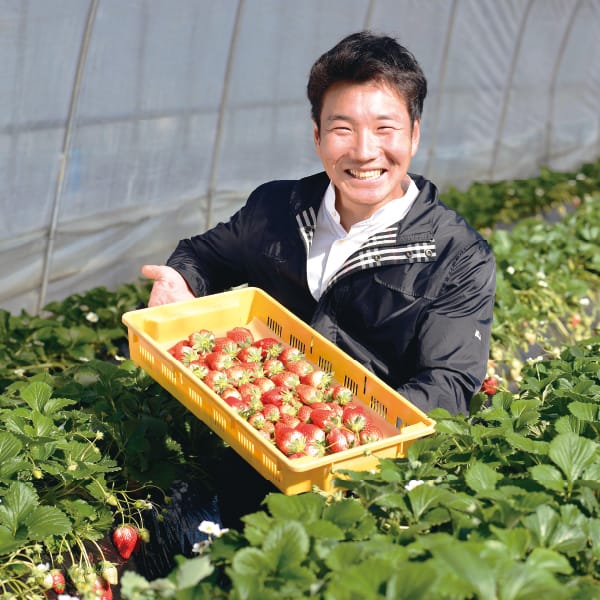 栃木県産フレッシュ園渡辺 つる付きいちご大粒プレミアム(とちあいか 