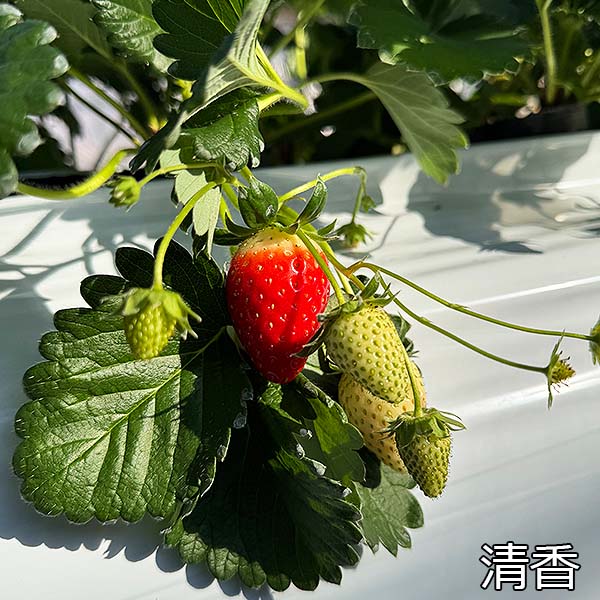 宮城県産 小林さんのいちご おまかせ4種類詰合せ【限定200点】【お届け期間：3月1日〜3月31日】【お買い得セール2月】　商品画像7