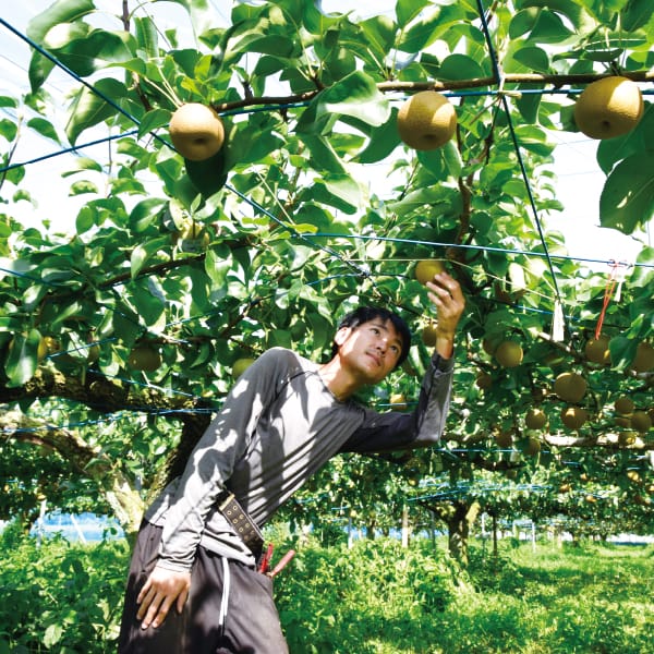 埼玉県 アルファイノベーション彩玉梨スイーツセット2種詰め合わせ(フィナンシェ×3、プチガトー×3)【お届け期間】2025/10/20‐2026/01/07【KN】　商品画像8