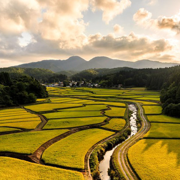 【令和7年産】【無洗米】千葉県産コシヒカリ 5kg【おいしいお取り寄せ】　商品画像8