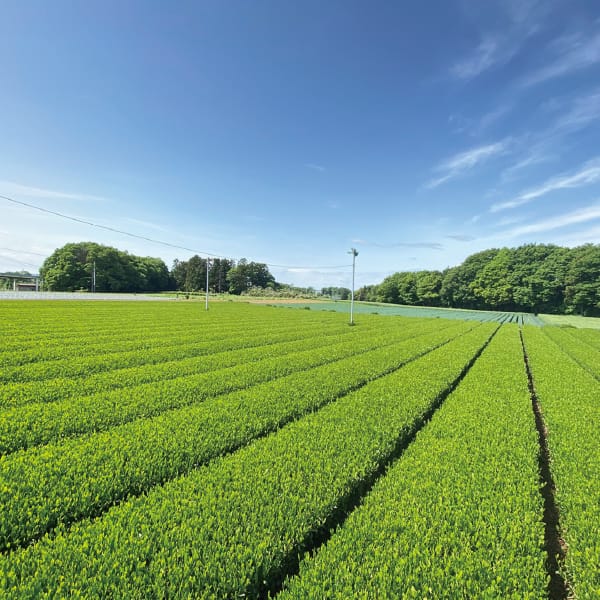 茨城県 お茶の根本園さしま茶アイスセットSN-4【お届け期間】2025年10月26日-2026年1月10日【冬の贈りもの・お歳暮】【KN】　商品画像7