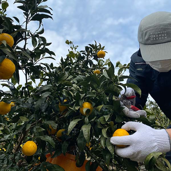 愛媛県八幡浜産 柑橘 媛小春 わけあり ご家庭用 4kg【限定500点】【お届け期間：2月20日〜3月10日】【お買い得セール2月】　商品画像8