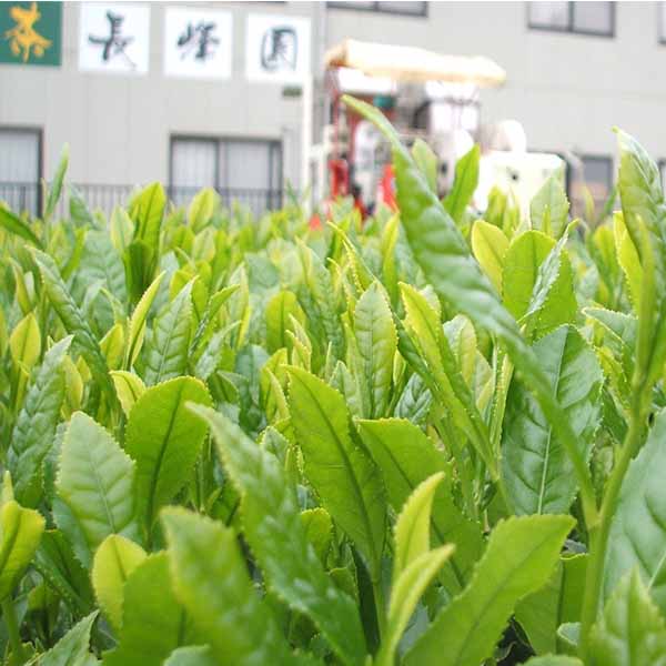 埼玉 長峰園 狭山茶葛餅セット(16個)【お届け期間:7月1日〜9月10日】【KN】　商品画像5