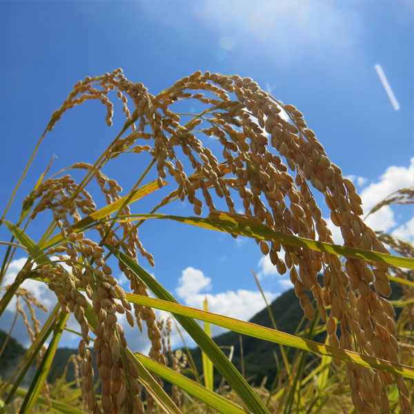 神明 【令和7年産】【精米】秋田県産 あきたこまち 10kg(5kg×2袋) 【お買い得セール8月】　商品画像8