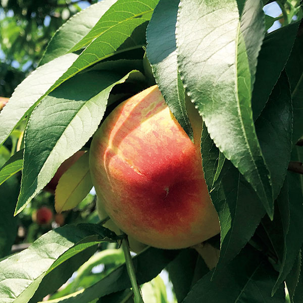 フーシェ 国産果実のジュレ・トリアングル【夏の贈りもの・お中元】[GTL-30]　商品画像9