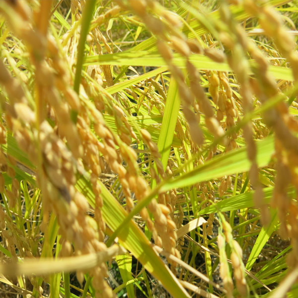 【令和4年産】宮城県産 特別栽培米ひとめぼれ 5kg【おいしいお取り寄せ】　商品画像9