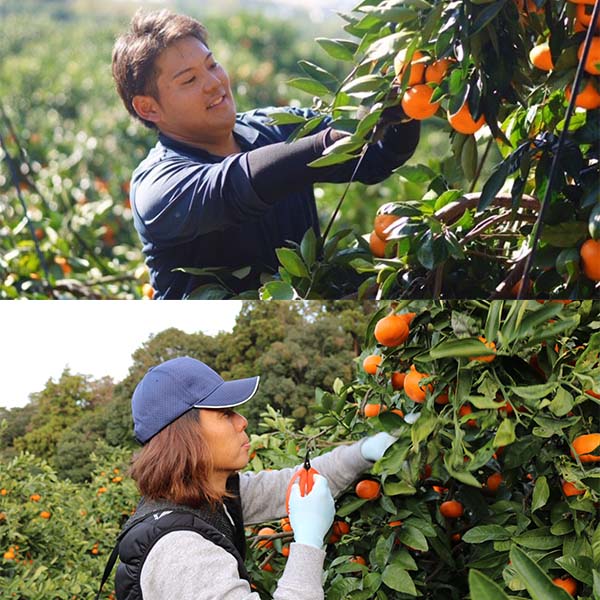 静岡県産(三ケ日) 熟果みかん(青島種)3kg 2L〜M【お届け期間：1月15日〜2月28日】【イオンカード会員限定1月】　商品画像9