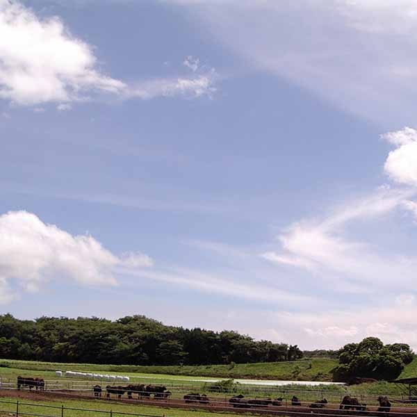 群馬 赤城牛のとりやま 赤城牛ともち豚の粗挽き生ハンバーグ(6個入)【お届け期間:7月1日〜9月10日】【KN】 商品画像6