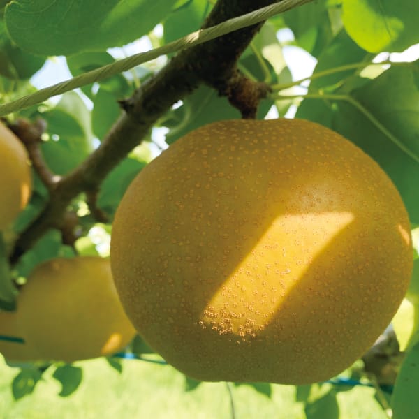 埼玉県 アルファイノベーション彩玉梨スイーツセット2種詰め合わせ(フィナンシェ×3、プチガトー×3)【お届け期間】2025/10/20‐2026/01/07【KN】　商品画像9