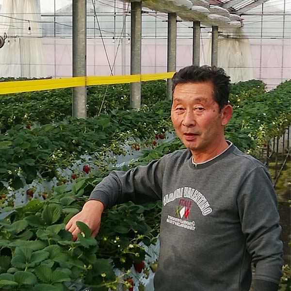 宮城県産 小林さんのいちご おまかせ4種詰合せ【限定200点】【お届け期間：2月1日〜2月28日】【お買い得セール1月】　商品画像8