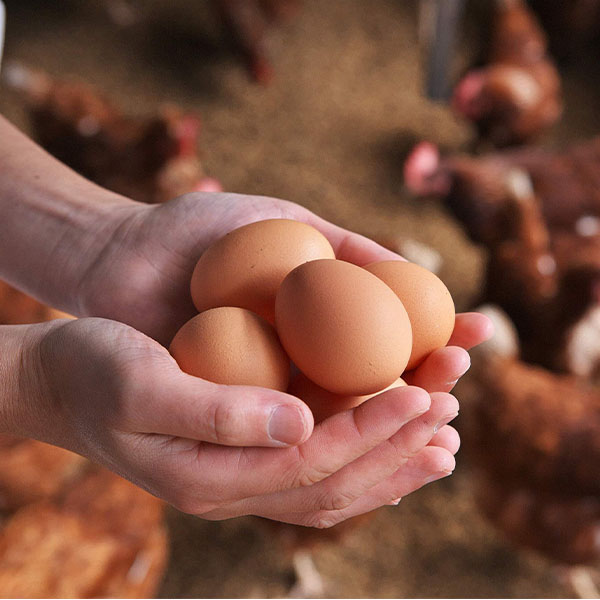 山形 半澤鶏卵スモッち＆スモッちゴールド 15個段ボール箱入スモッち10個、スモッちゴールド5個【KN】　商品画像9