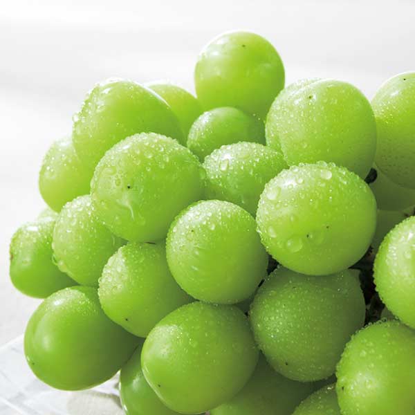 香川県産(JA香川県) シャインマスカット化粧箱(お届け期間：7/22〜8/25)【夏の贈りもの・お中元】　商品画像1