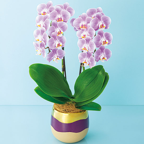 椎名洋ラン園 ミディ胡蝶蘭「エレガンス」2本立(SUSTEE付)【限定1000点】【母の日】　商品画像1