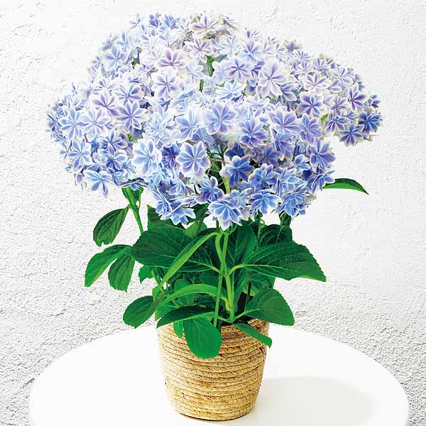 島根アジサイ研究会 あじさい「万華鏡」(SUSTEE付)【限定300点】【母の日】　商品画像1