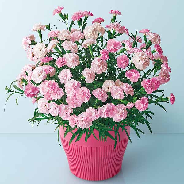 矢祭園芸 香りのカーネーション「バンビーノ」(SUSTEE付)【限定200点】【母の日】　商品画像1