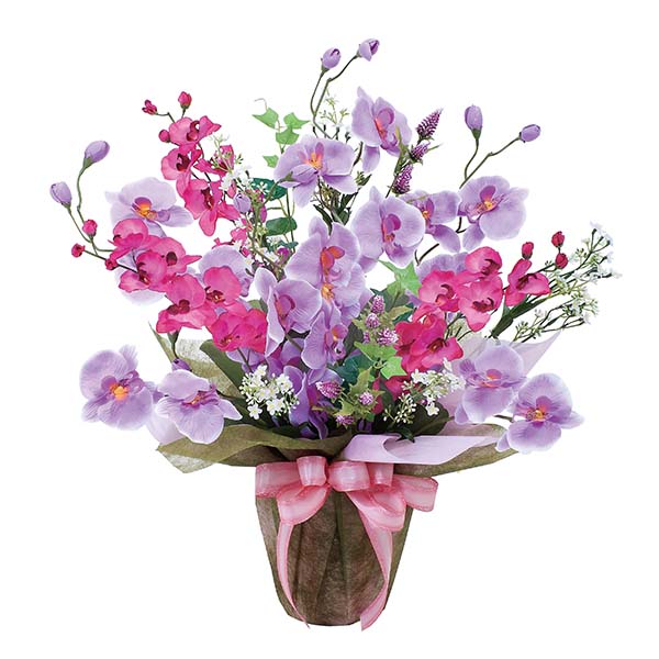 光の楽園 ツインコチョウラン [319R90-106]【母の日】　商品画像1