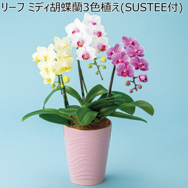 リーフ ミディ胡蝶蘭3色植え(SUSTEE付) 【母の日】　商品画像1
