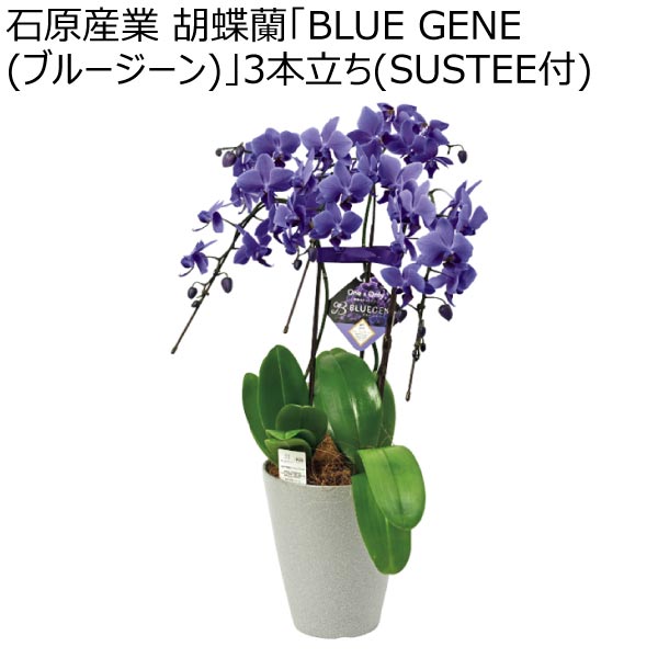 石原産業 胡蝶蘭「BLUE GENE(ブルージーン)」3本立ち(SUSTEE付) (お届け期間：12/1〜12/31)【冬ギフト・お歳暮】　商品画像1