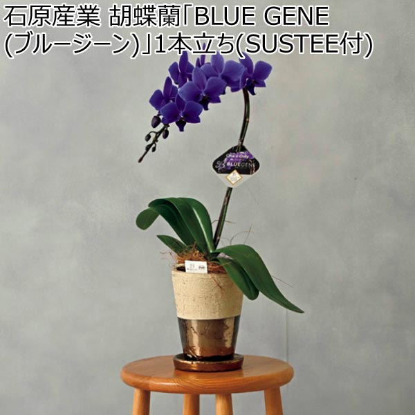 石原産業 胡蝶蘭「BLUE GENE(ブルージーン)」1本立ち(SUSTEE付) (お届け期間：12/1〜12/31)【冬ギフト・お歳暮】　商品画像1