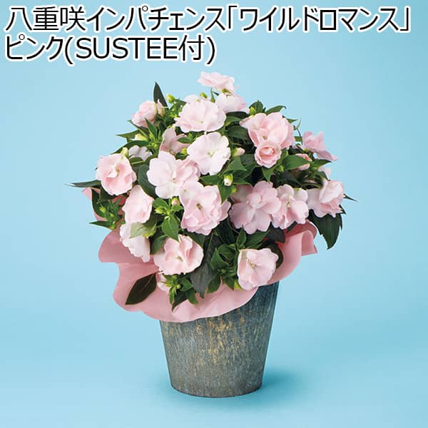 八重咲インパチェンス「ワイルドロマンス」ピンク(SUSTEE付) 【母の日】　商品画像1
