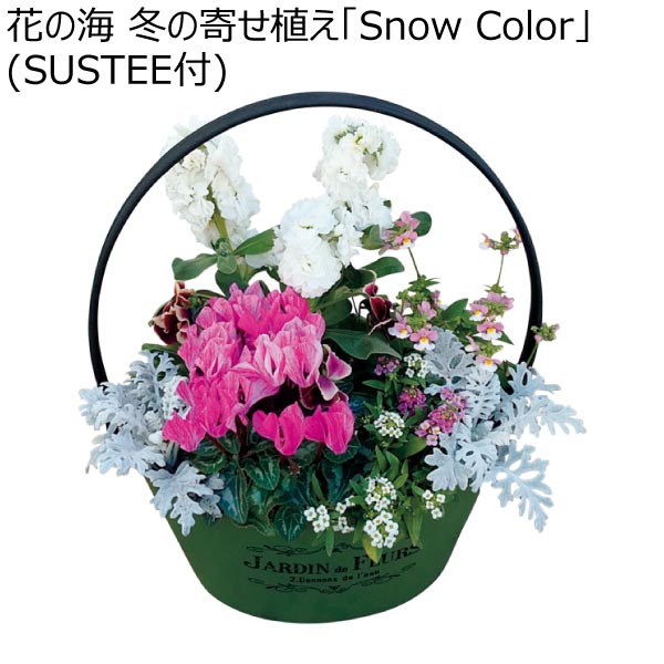 花の海 冬の寄せ植え「Snow Color」(SUSTEE付) (お届け期間：12/1〜12/31)【冬ギフト・お歳暮】　商品画像1