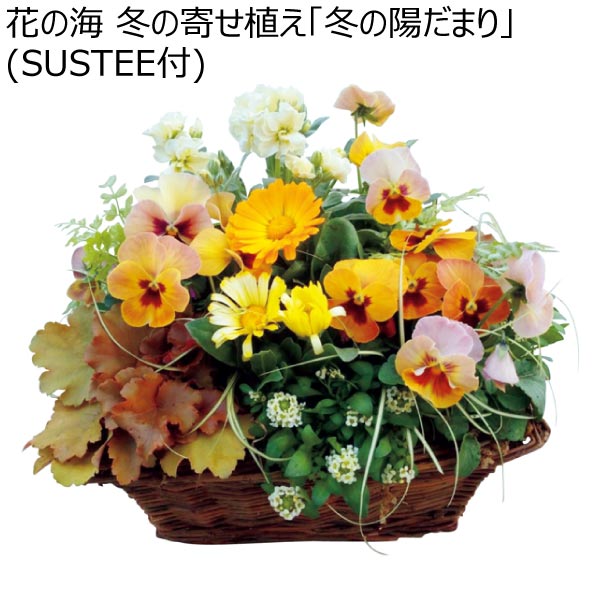 花の海 冬の寄せ植え「冬の陽だまり」(SUSTEE付) (お届け期間：12/1〜12/31)【冬ギフト・お歳暮】　商品画像1