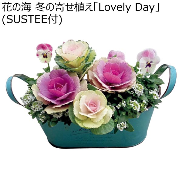 花の海 冬の寄せ植え「Lovely Day」(SUSTEE付) (お届け期間：12/1〜12/31)【冬ギフト・お歳暮】　商品画像1