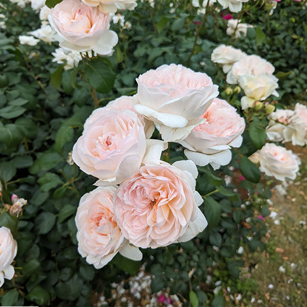 京成バラ園 バラ大苗『プリンセス ヴェール』 4.5号大苗【お取り寄せ】 花【季節の贈り物&ご褒美ギフト】 京成バラ園 バラ大苗『プリンセス ヴェール』 4.5号大苗【お取り寄せ】 花【季節の贈り物&ご褒美ギフト】