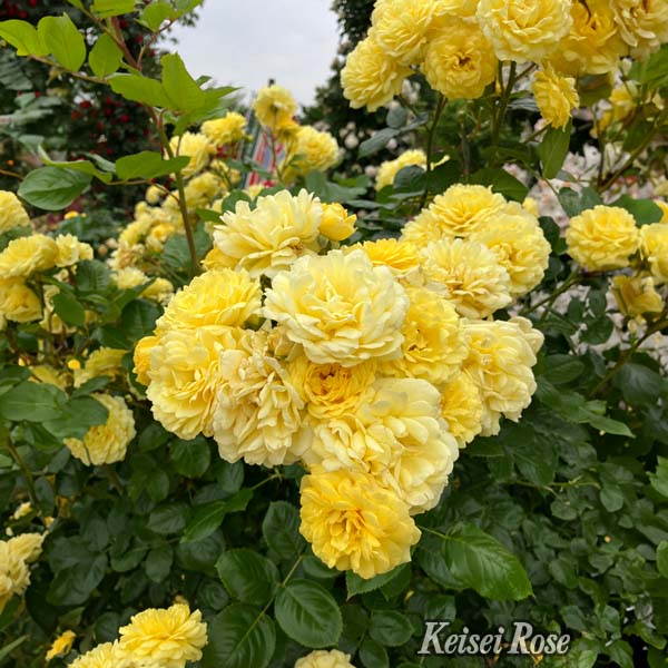 京成バラ園 バラ大苗『ベル ロマンチカ』 4.5号大苗【お取り寄せ】 花【季節の贈り物&ご褒美ギフト】 京成バラ園 バラ大苗『ベル ロマンチカ』 4.5号大苗【お取り寄せ】 花【季節の贈り物&ご褒美ギフト】