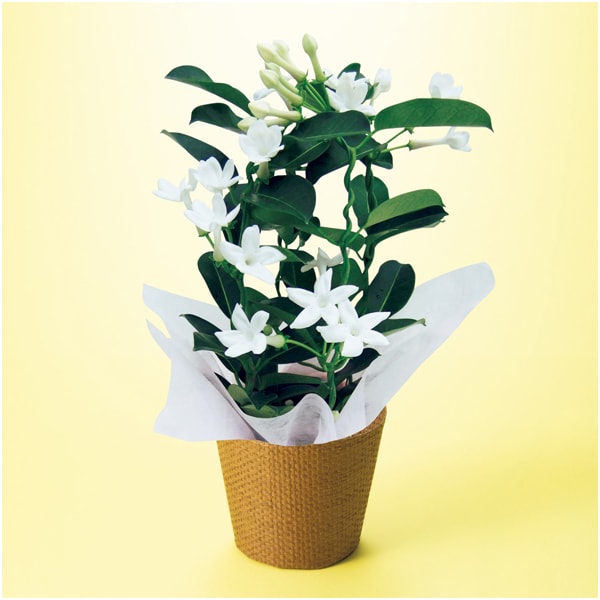 日比谷花壇 マダガスカルジャスミン(SUSTEE付)【母の日】　商品画像1