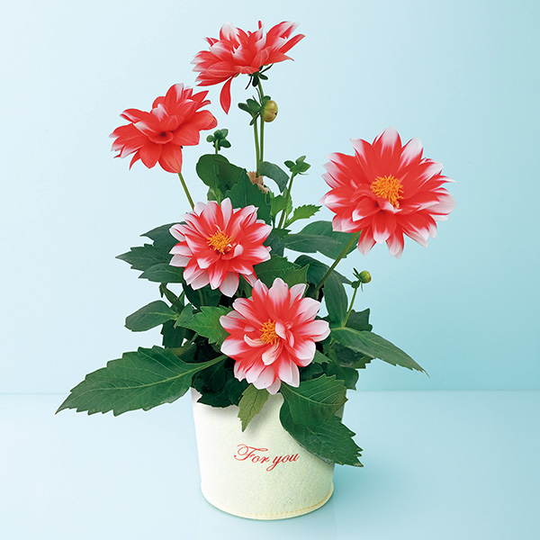 日比谷花壇 ダリア「マキシ」(SUSTEE付)【母の日】　商品画像1