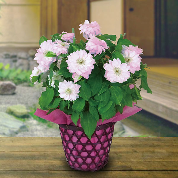 日比谷花壇 クレマチス「春姫」(SUSTEE付)【母の日】　商品画像1