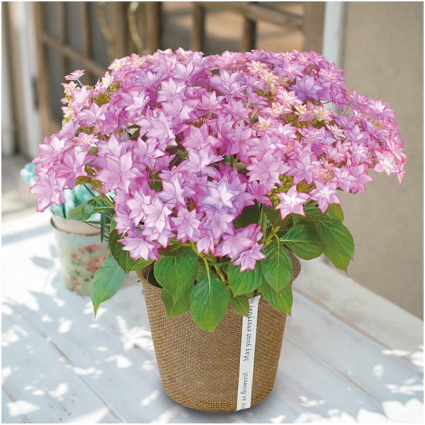 日比谷花壇 あじさい「いろは」(SUSTEE付)【母の日】　商品画像1