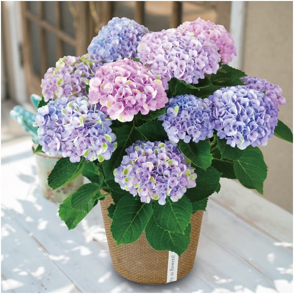 日比谷花壇 あじさい「マジカルレボリューション」(SUSTEE付)【母の日】　商品画像1