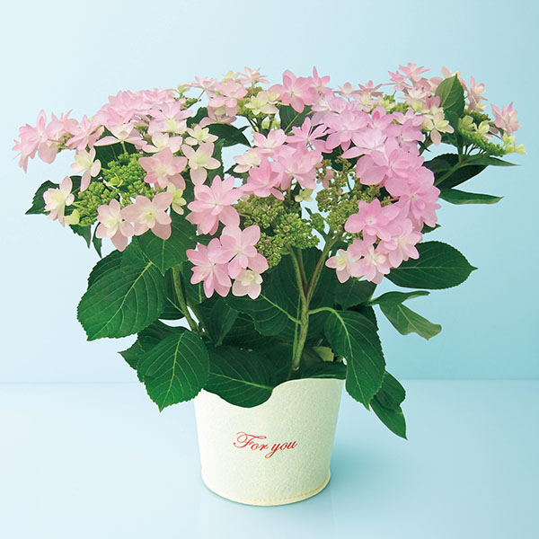 日比谷花壇 あじさい「ダンスパーティー」ピンク(SUSTEE付)【母の日】 商品画像1